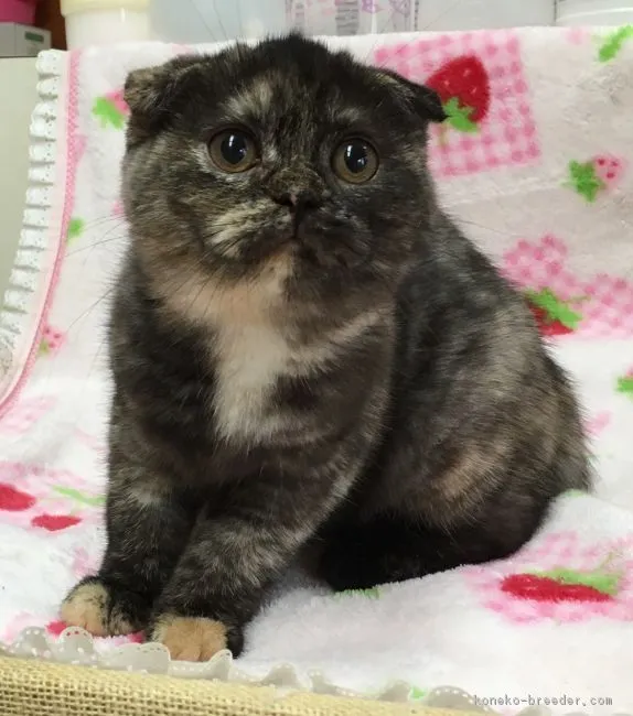 ID:1608-00014の子猫