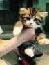ID：1608-00335の子猫
