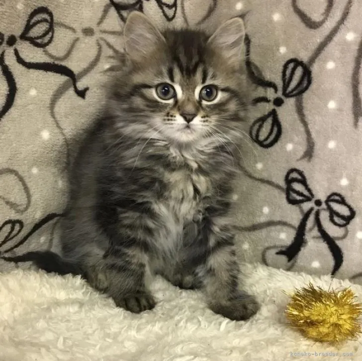 ID:2301-00897の子猫