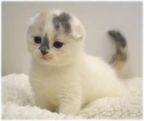 ID:1405-00194の子猫