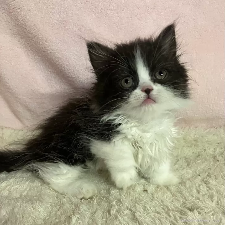 ID:2407-01320の子猫