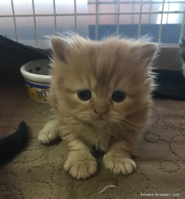 ID:2206-00034の子猫