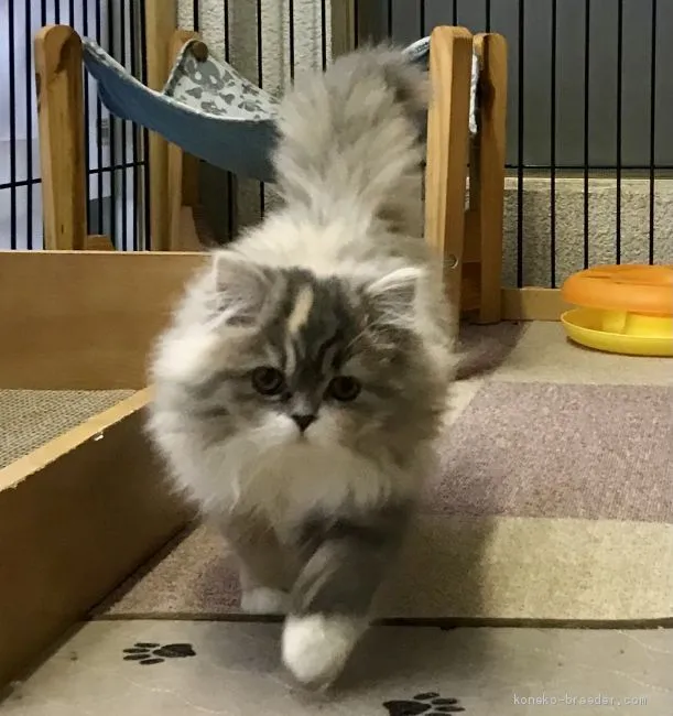 ID:2011-00188の子猫