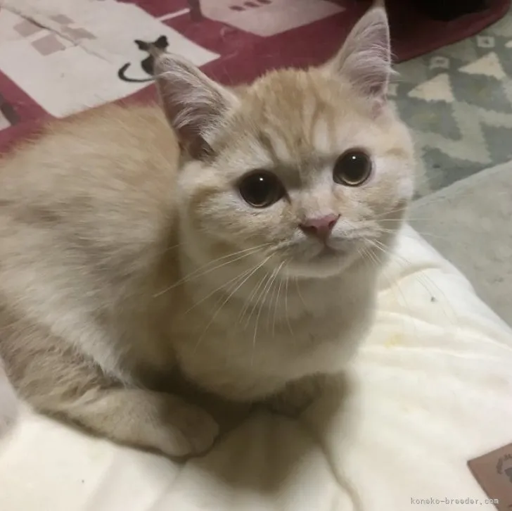 ID:2301-01728の子猫