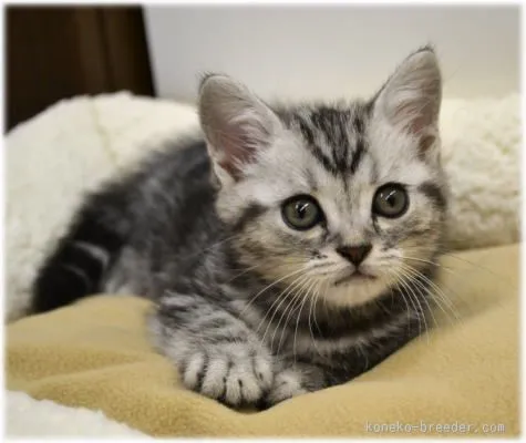 ID:1509-00548の子猫