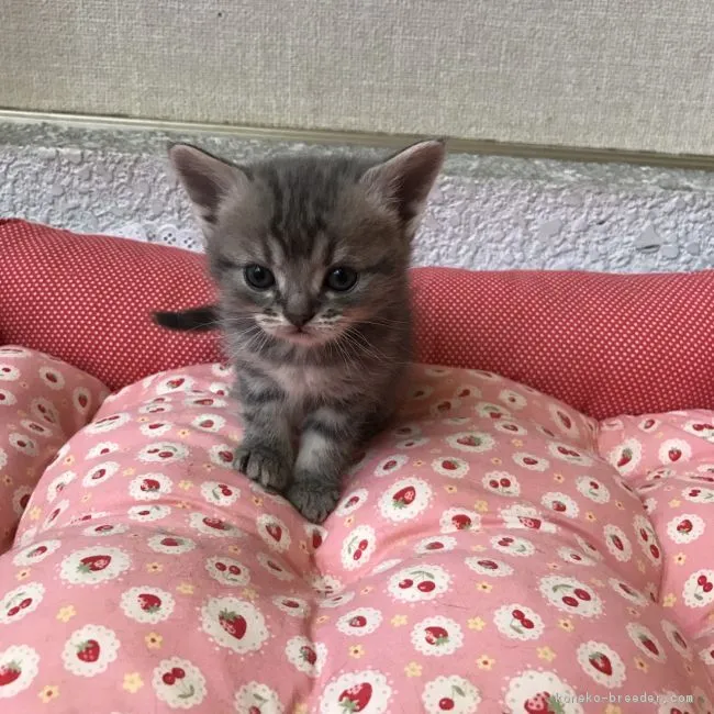 れーちん 様のお迎えした子猫