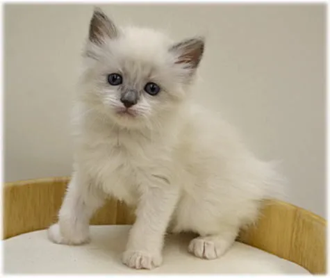 ID:1404-00225の子猫