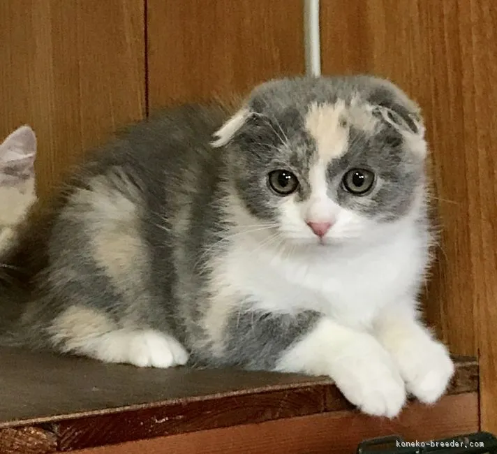 ID:1707-00683の子猫