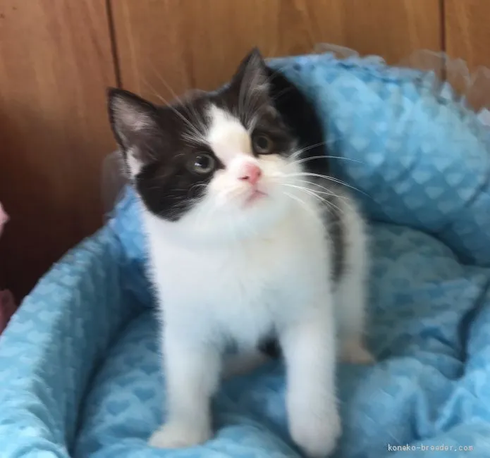 ID：1904-01598の子猫