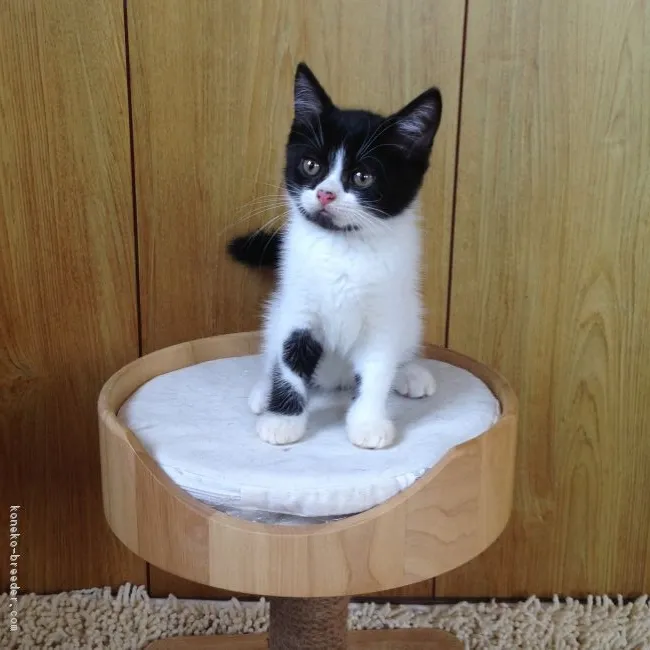 ID：1608-00017の子猫