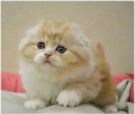 ID：1401-00112の子猫