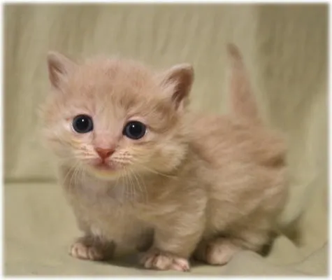 ID:1311-00209の子猫