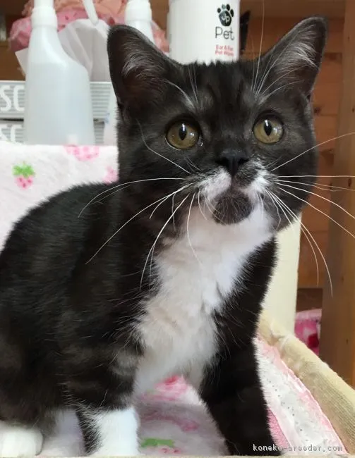 ID:1608-00012の子猫