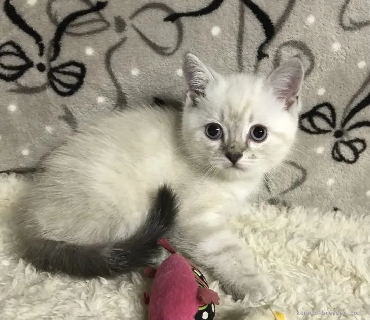 ID：2205-02018の子猫