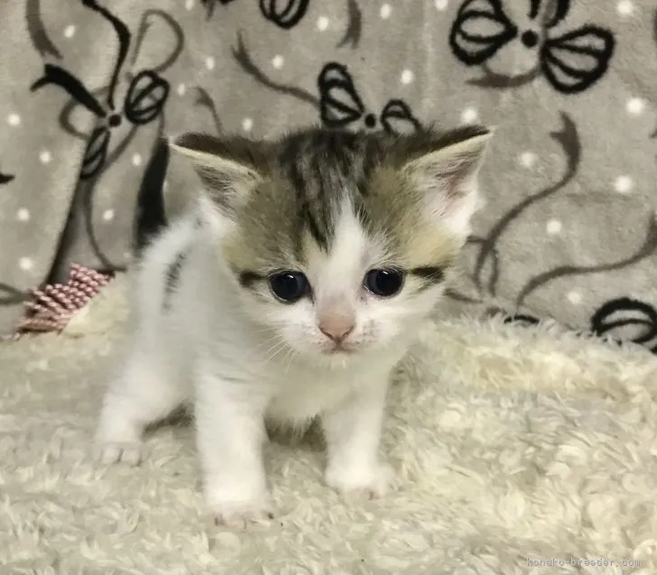 ID：2205-01334の子猫