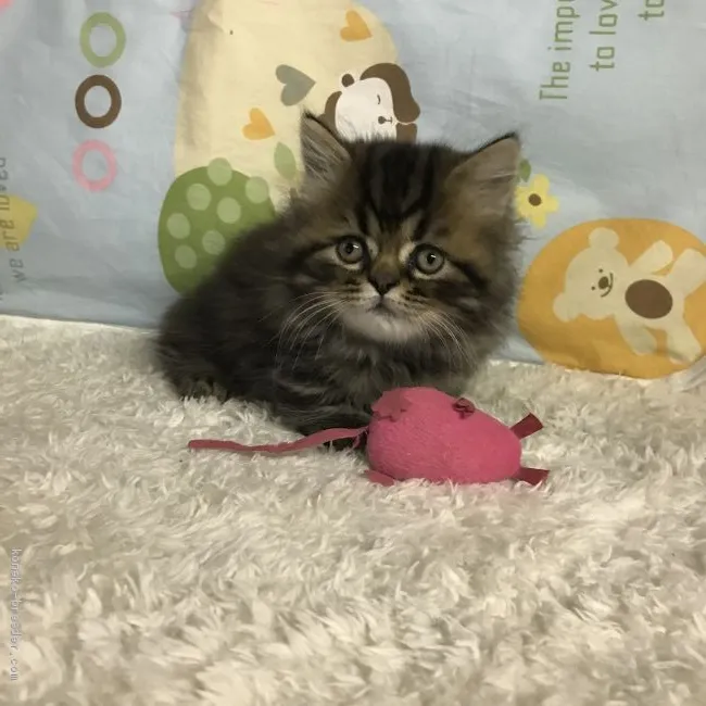 ID:2101-01095の子猫