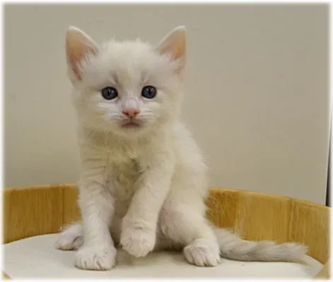 ID：1404-00223の子猫