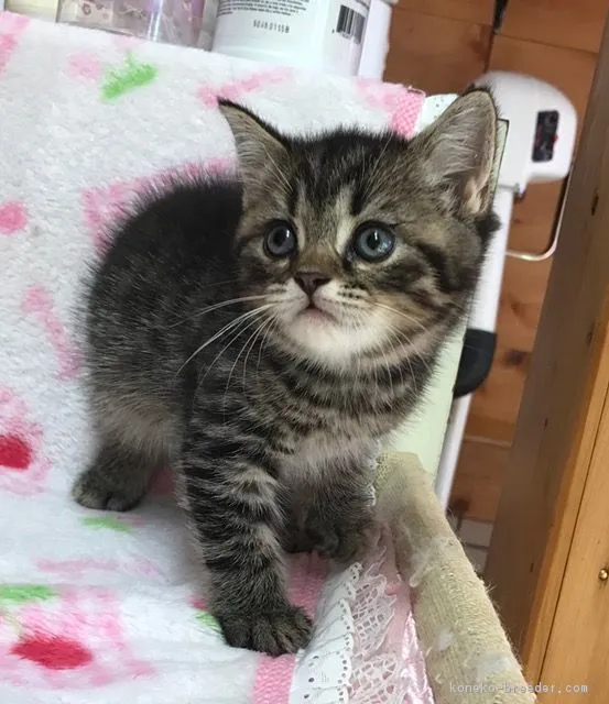 ID:1610-00358の子猫