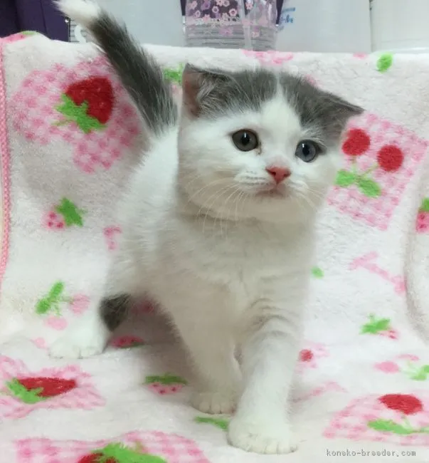 ID:1608-00803の子猫