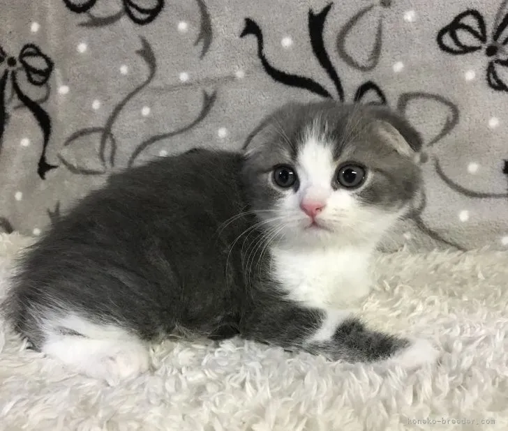 ID:2106-00756の子猫