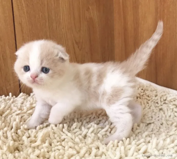 ID：1709-00723の子猫