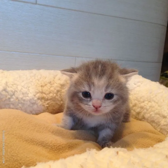 ID:1608-00019の子猫