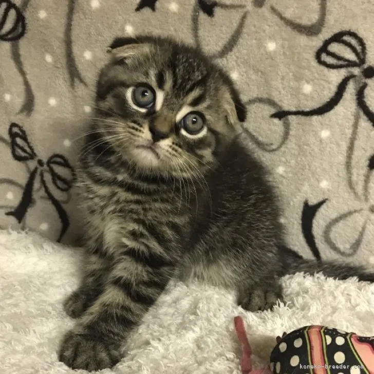 ID：2307-02663の子猫