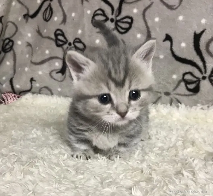 ID:2205-02021の子猫
