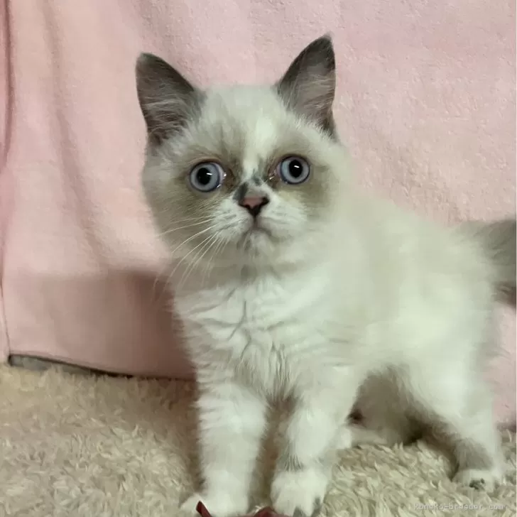 ID：2409-02870の子猫