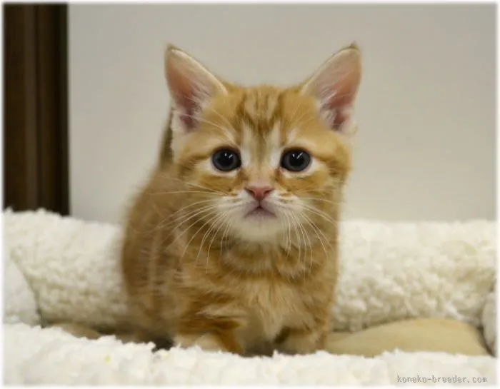ID：1602-00027の子猫