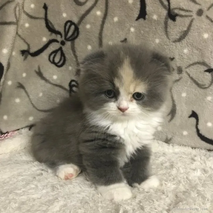 ID:2307-02653の子猫