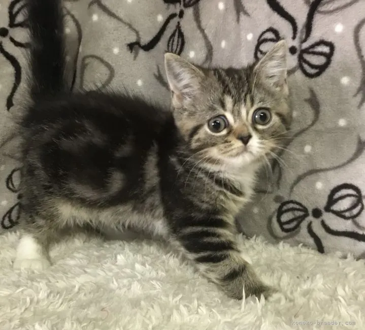 ID:2110-01027の子猫