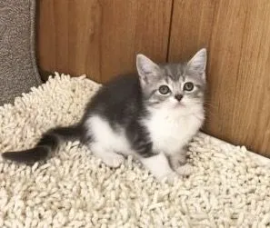 ID:1611-00359の子猫