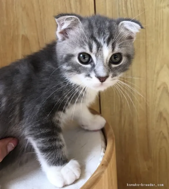ID:1611-00361の子猫