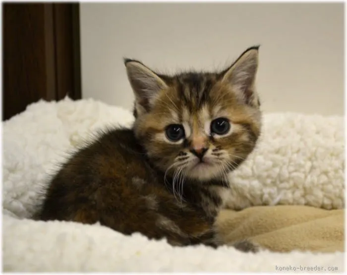ID:1602-00029の子猫