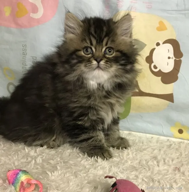 ID：2101-01098の子猫