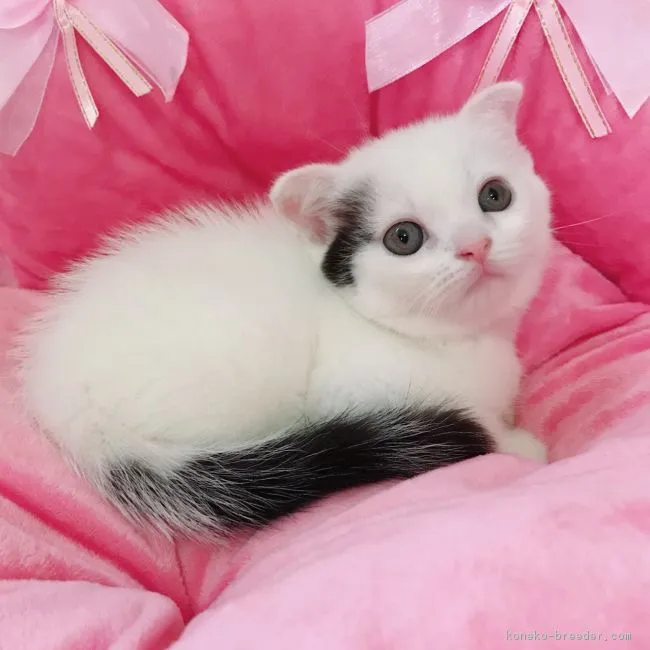 ID：1809-01284の子猫