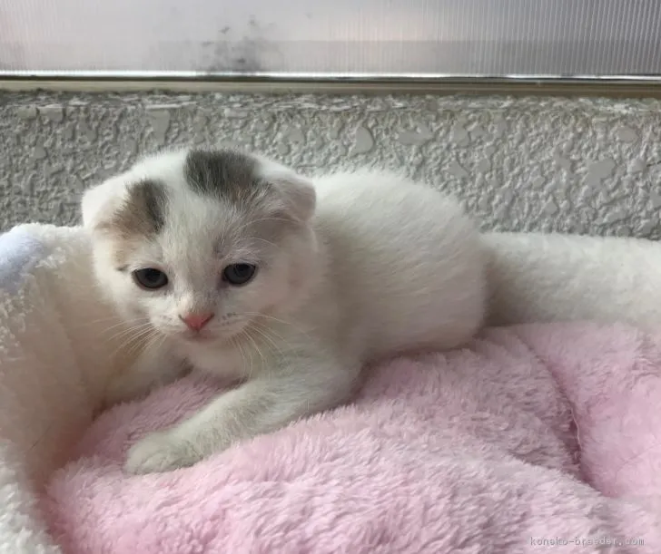 ID：1705-00388の子猫