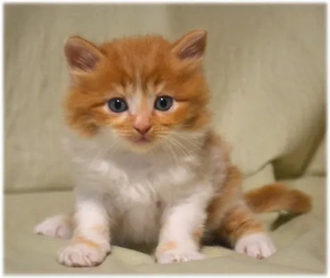ID:1311-00210の子猫