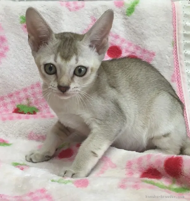 ID：1608-00642の子猫
