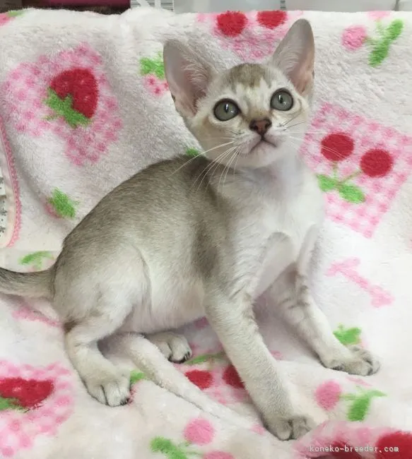 ID:1609-00787の子猫