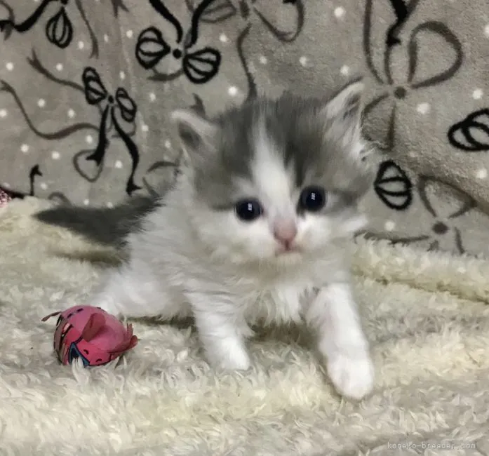 ID：2205-01332の子猫