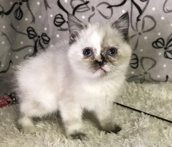 ID：2111-01122の子猫