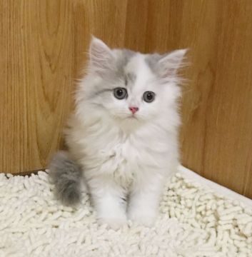 ミヌエット【和歌山県・女の子・2018年6月17日・ブルーパッチドタビー&ホワイト ヴァン（ロングヘア）】の写真「長足の可愛い女の子♪」