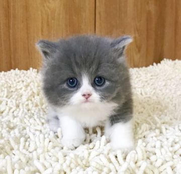 ミヌエット【和歌山県・男の子・2018年2月11日・ブルー&ホワイト（ロングヘア）】の写真「長足ハチワレ、ふわふわの男の子♪」