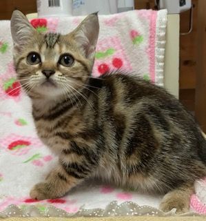 アメリカンショートヘア【和歌山県・女の子・2016年7月10日・ブラウンパッチドタビー】の写真「レッドのパッチがキレイな女の子♪」
