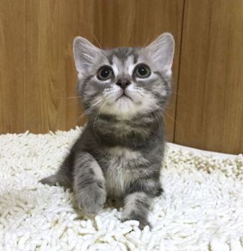 マンチカン(長足)【和歌山県・男の子・2018年3月15日・ブルークラシックタビー（ショートヘア）】の写真「綺麗な毛色、遊ぶの大好き♪ 健康で可愛い僕」