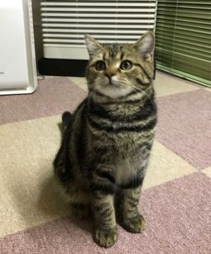 マンチカン【和歌山県・男の子・2016年6月8日・ブラウンタビー（ショートヘア）】の写真「長足の体格のいい男の子♪」