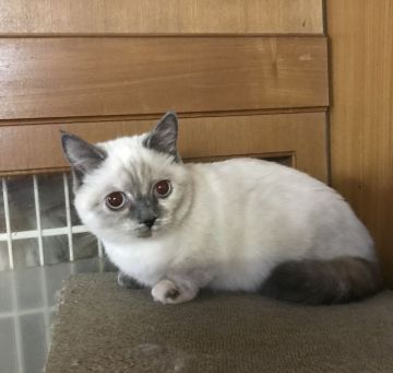 マンチカン(短足)【和歌山県・女の子・2019年9月1日・ブルークリームリンクスポイント（ショートヘア）】の写真「可愛い短足の女の子♪」