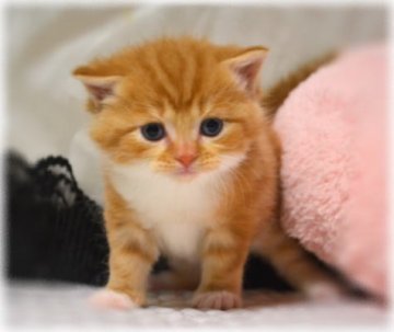 マンチカン【和歌山県・男の子・2013年11月5日・レッドタビ―&ホワイト（ショートヘア）】の写真「まんまるぽちゃの長足マンチカン男の子♪」